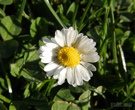 小初菊